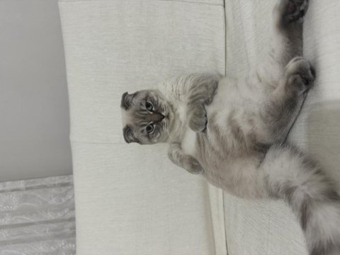 Scottish fold kedisi