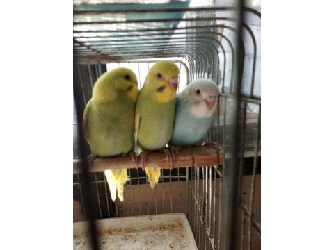 El besleme ve yeni yavru papağanlar