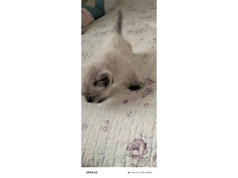 2 aylık british shorthair
