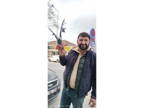Yavru ve yetişkin jako papağanı mevcut