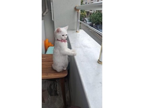 Scottish fold yavru sahiplendirmek istiyorum 5 aylık