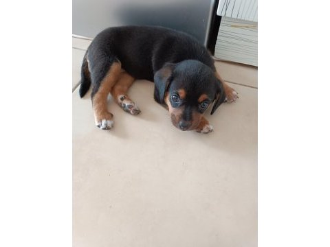 Diva sahibini arıyor