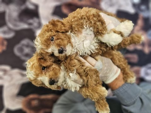 Bıcolor medıum poodle bebeklerımız