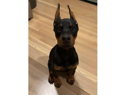 Estetikli 2 aylık fırlama doberman yavrular