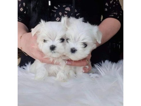 1.250gr morkie uygun