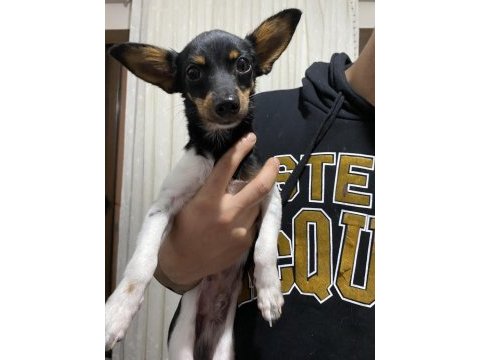 Minyatur pinscher 4 aylık yavrumuza yuva arıyoruz