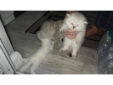 Scottish fold yavru kediler