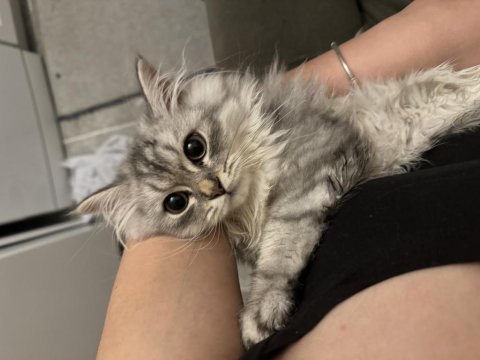 5 aylık british longhair kedimiz için açıklamayı okuyunuz