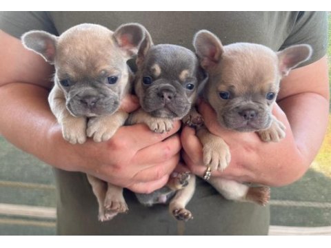 36 günlük blue fawn lilac (plat taşıyıcı) french bulldoglar