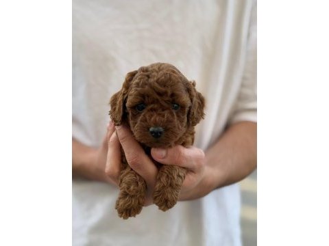 A kalite toy poodle bebeklerim
