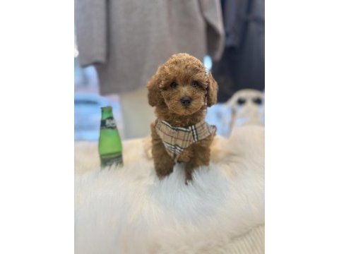 Teslime hazır toy poodle yavrular