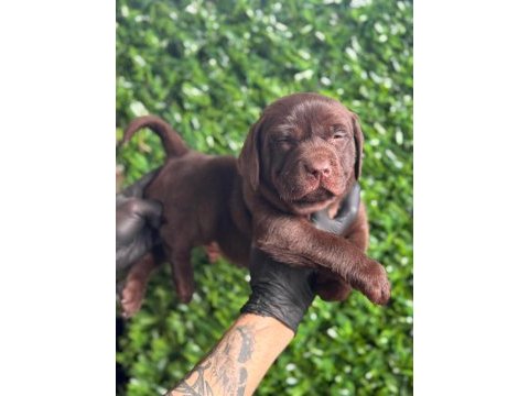 Tarım ve orman bakanlığı onaylı çiftlikten labrador