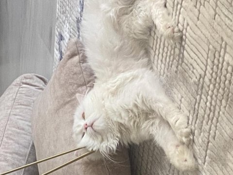 Chinchilla 1 yaşında kedimiz