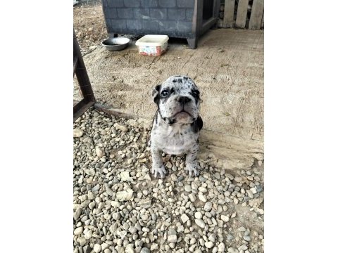 2 aylık merle french bulldog sahiplendirilecek
