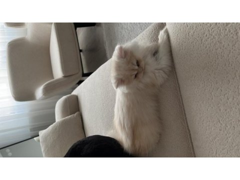 Sahiplendirmek istiyorum kedimi 3.5 aylık