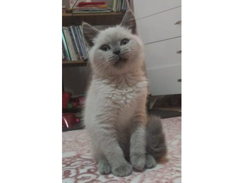 Üst düzey british shorthair bebekler