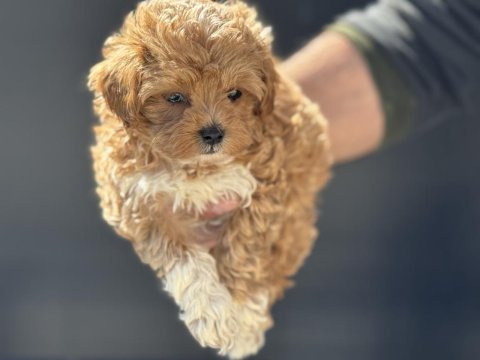 Petmode köpek çiftliğinde ziyarete açık kore maltipoo