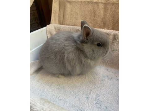 Yavru cüce tavşanlar gün içi gönderim mevcut