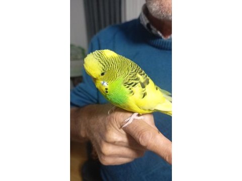 Konuşan 9 aylık muhabbet kuşu