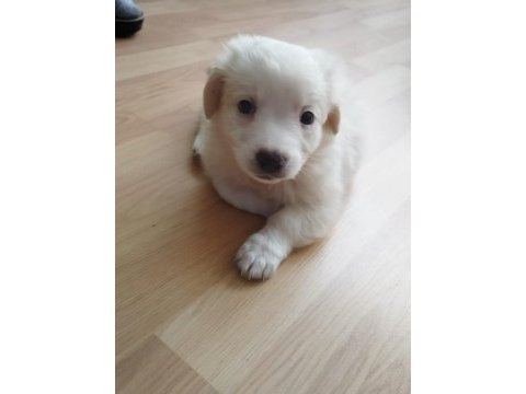 Yavru dişi köpeğimiz