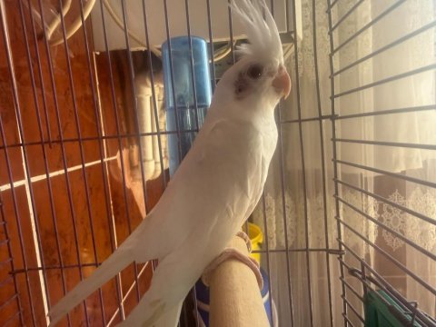 Albino sultan papağanı yavru