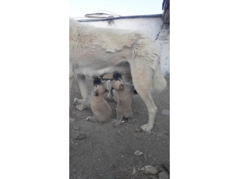 Safkan kangal köpeği 4 adet erkek