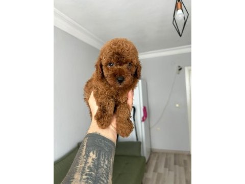 Kore red poodle