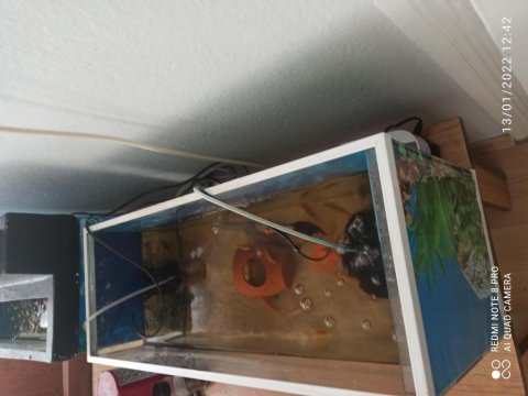 60 cm lik akvaryum