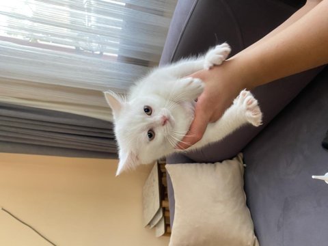 3 aylık erkek british shorthair