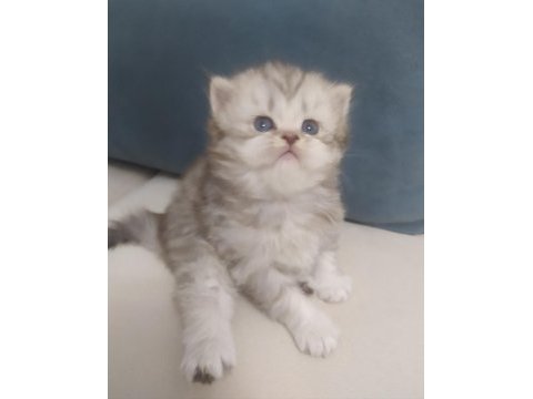 British longhair ve british shortair bebekler