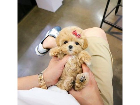 Hipoalerjenik maltipoo bebeklerimiz