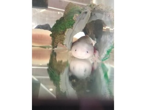 Axolotl meksika semenderi