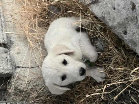 Kangal - anadolu çoban köpeği ve akbaş yavrusu