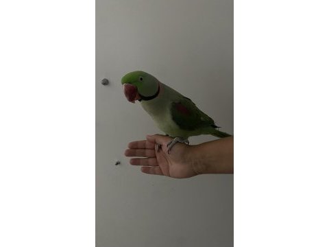 Asalet abidesi alexander papağanı