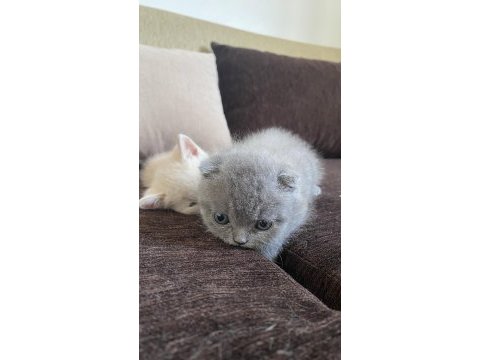 Son yavru scottish fold