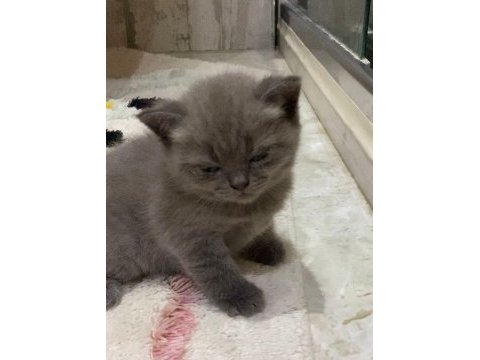 British shorthair 2 adet dişi yavru