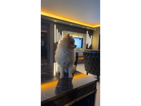 4 aylık pomeranian boo en küçük boy özel ithal