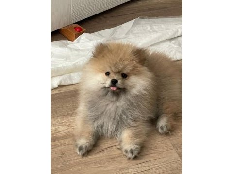3 aylık yavru pomeranian