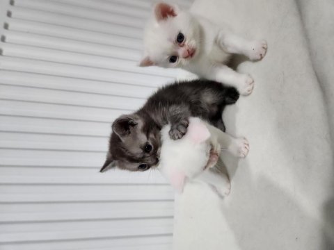 British shorthair bebekler