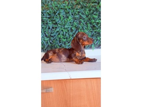 Çikolata merle rengi ile en güzel dachshund