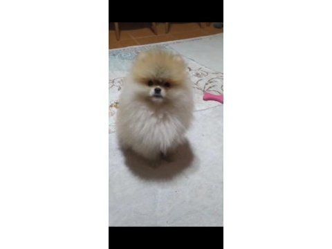 Şampiyon babadan erkek pomeranian yavrular