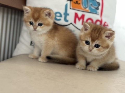 En güzel ny12 golden british shorthair yavrularımız