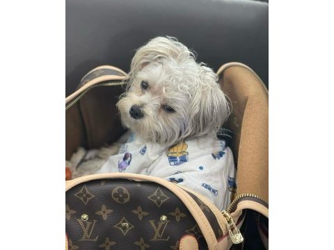 Uyumlu sevecen morkie