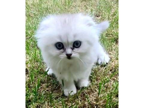 Akkuş üretim çiftliğinden scottish fold yavruları