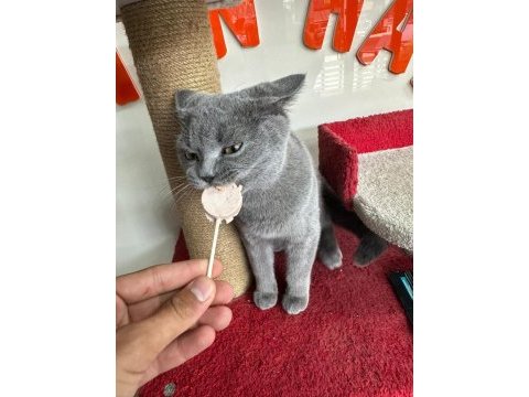 British shorthair yavrumuz