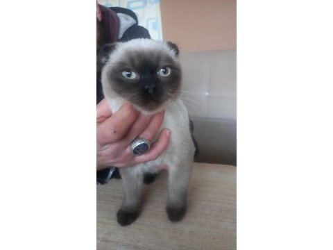 Scottish fold erkek 6 aylık
