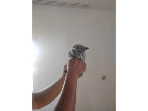 Oyun ve ilgi manyağı kedimiz yeni ailesini arıyor