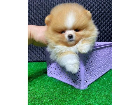 Pomeranian 4 aylık yavru