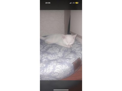 British shorthair incimize yeni aile arıyoruz