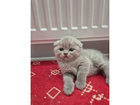 Scottish fold kedilerimiz yeni yuvalarını arıyorlar